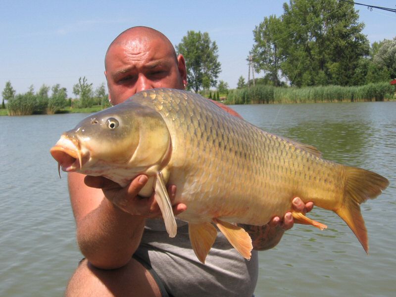 halak 2781.jpg